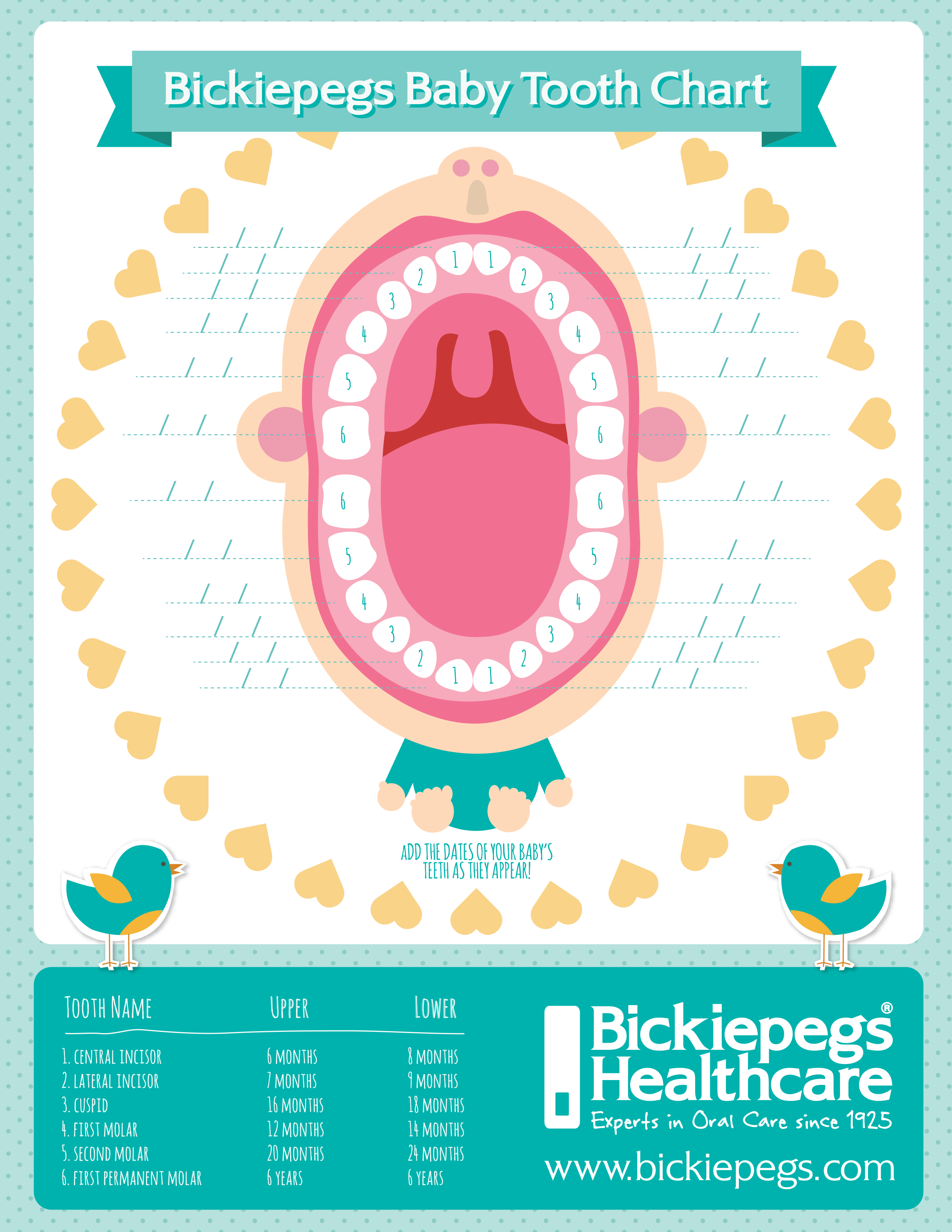 Bickiepegs Teething Chart